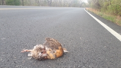 Crypturellus cinnamomeus