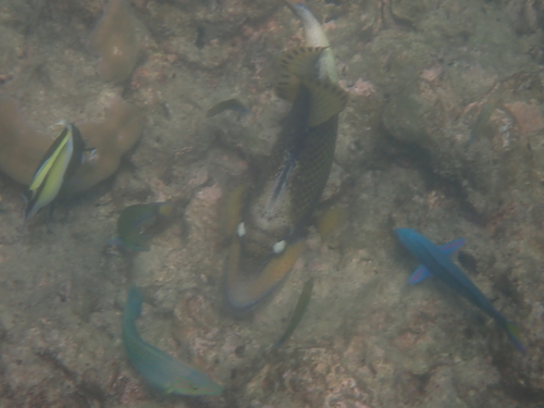 Titan Triggerfish — seen at this dive site