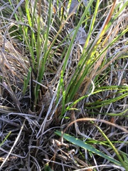 Carex xerophila