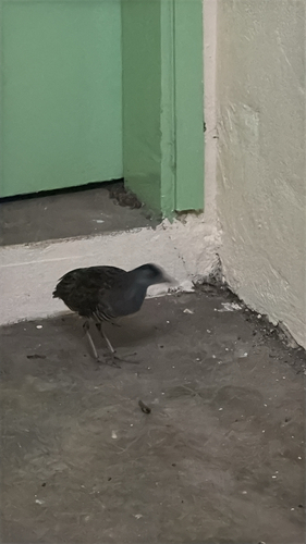 African Crake