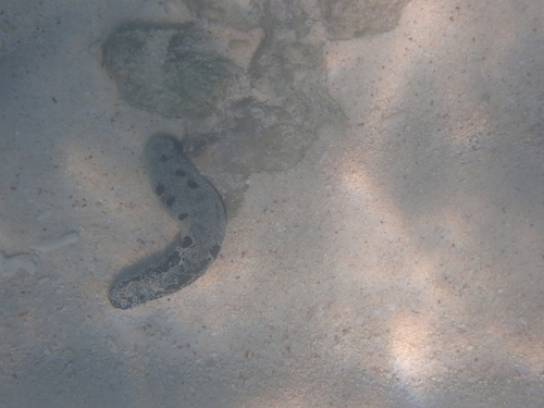 Lollyfish Sea Cucumber, Moo 7, Ao Nang, Mueang Krabi District, Krabi, Thailand, photo 10 of 10