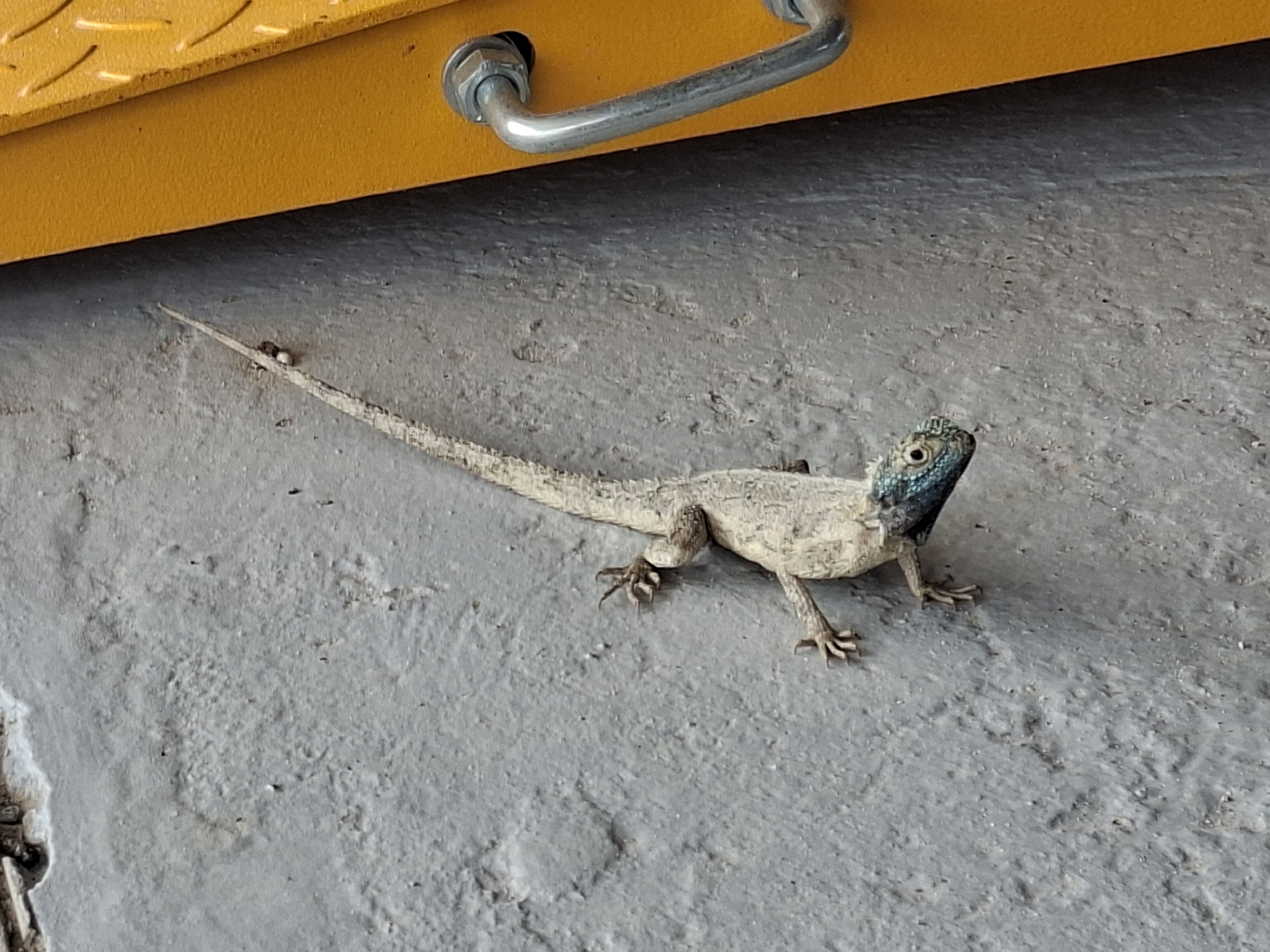 Agama aculeata Merrem, 1820