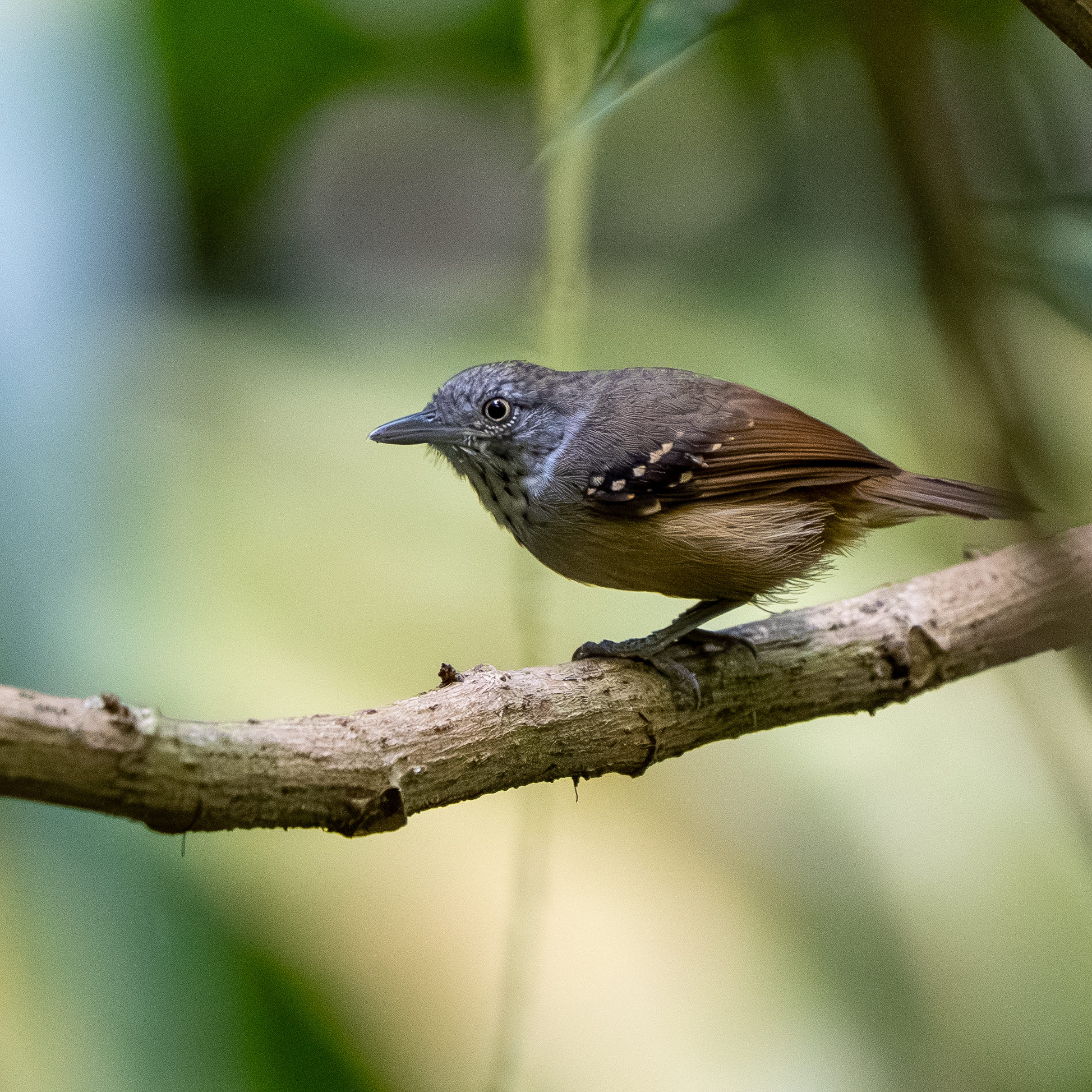 Checker-throated Stipplethroat (Epinecrophylla fulviventris), photo 2
