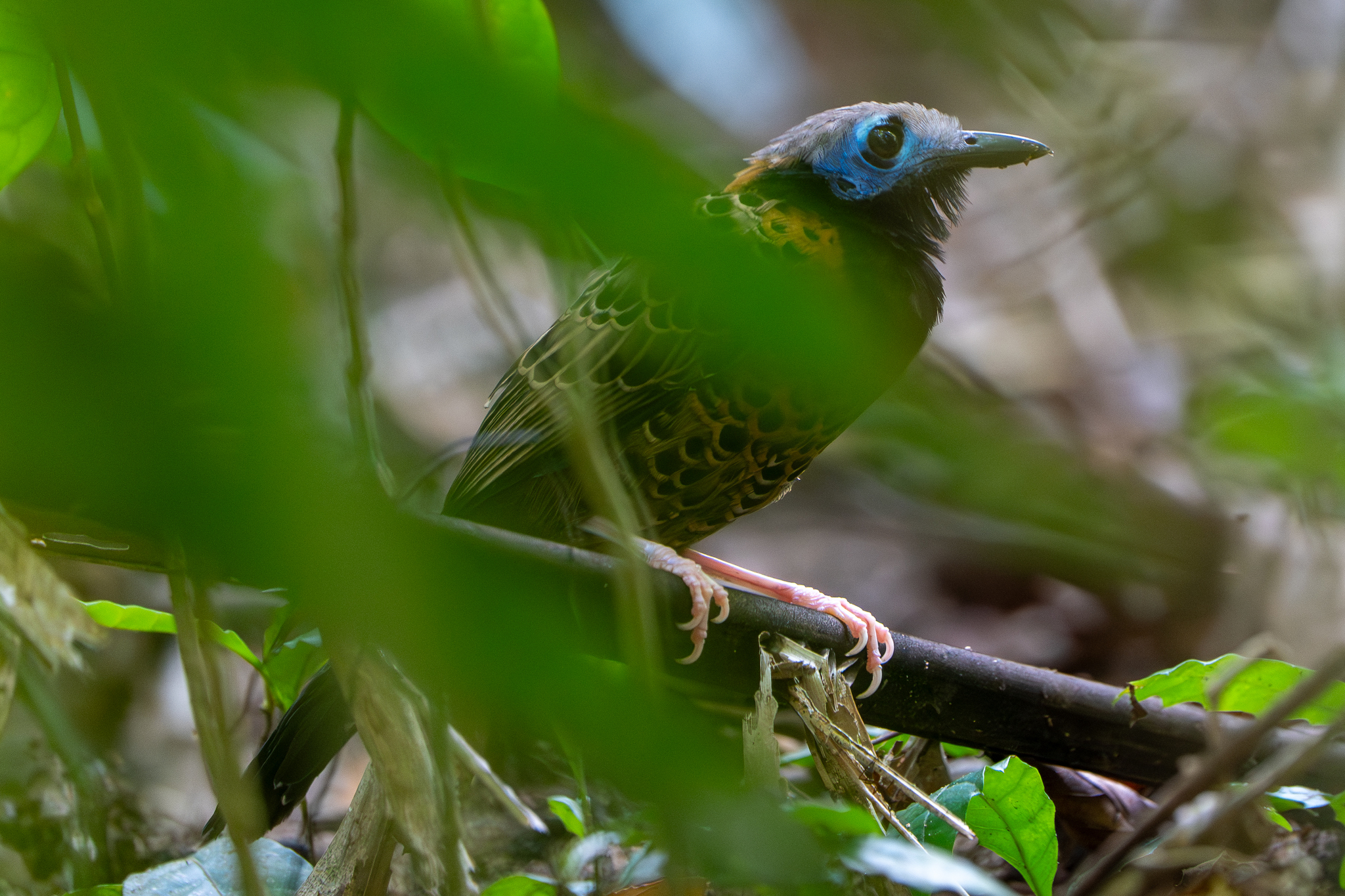 Ocellated Antbird (Phaenostictus mcleannani), photo 1