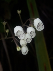 Jovellana sinclairii