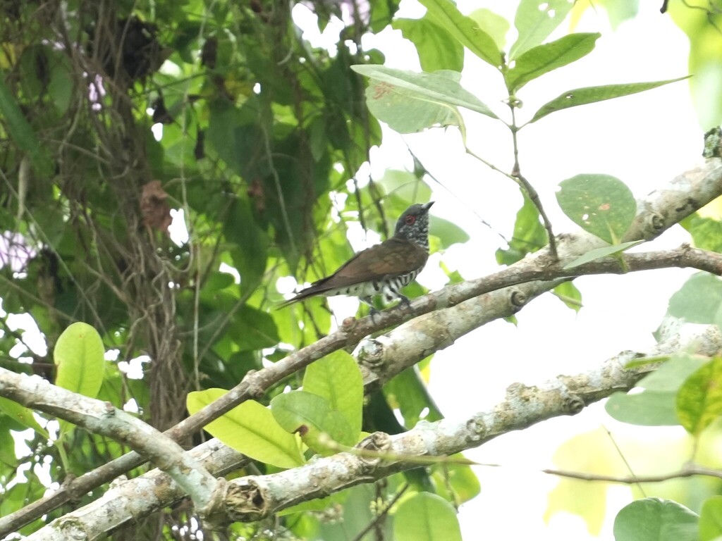 Little Bronze Cuckoo (Chrysococcyx minutillus)