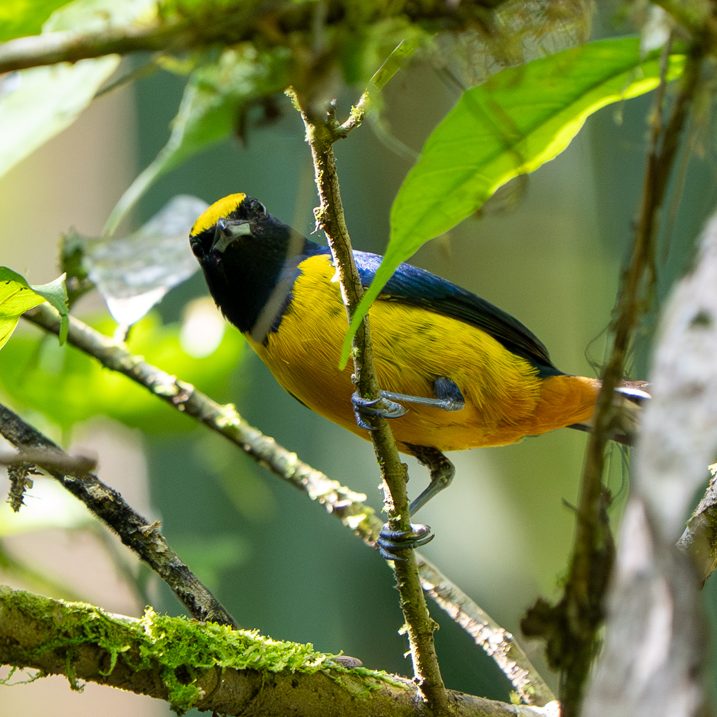 Fulvous-vented Euphonia (Euphonia fulvicrissa), photo 3