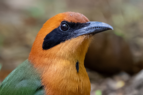 Rufous Motmot (Baryphthengus martii)