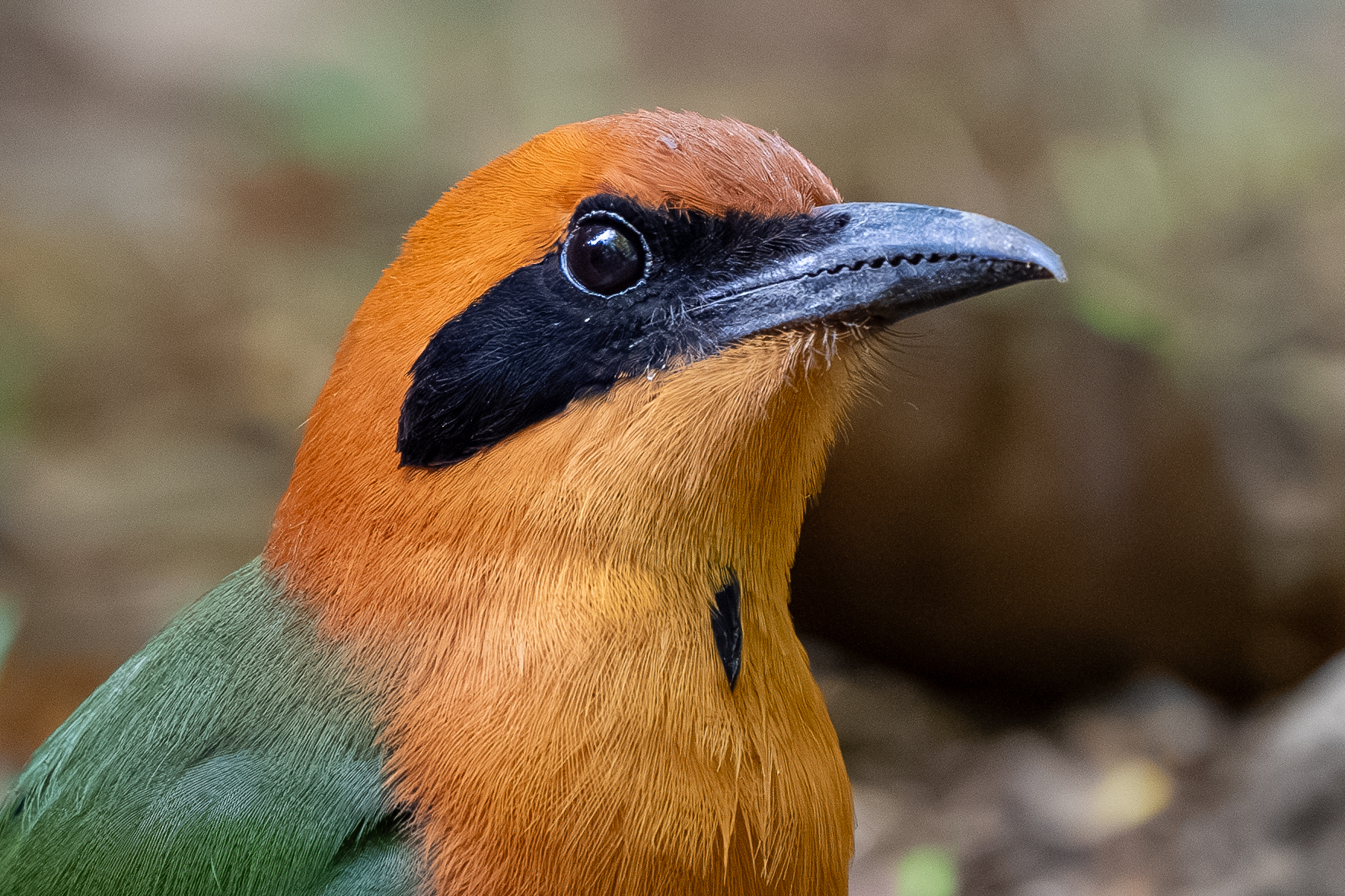 Rufous Motmot (Baryphthengus martii), photo 1