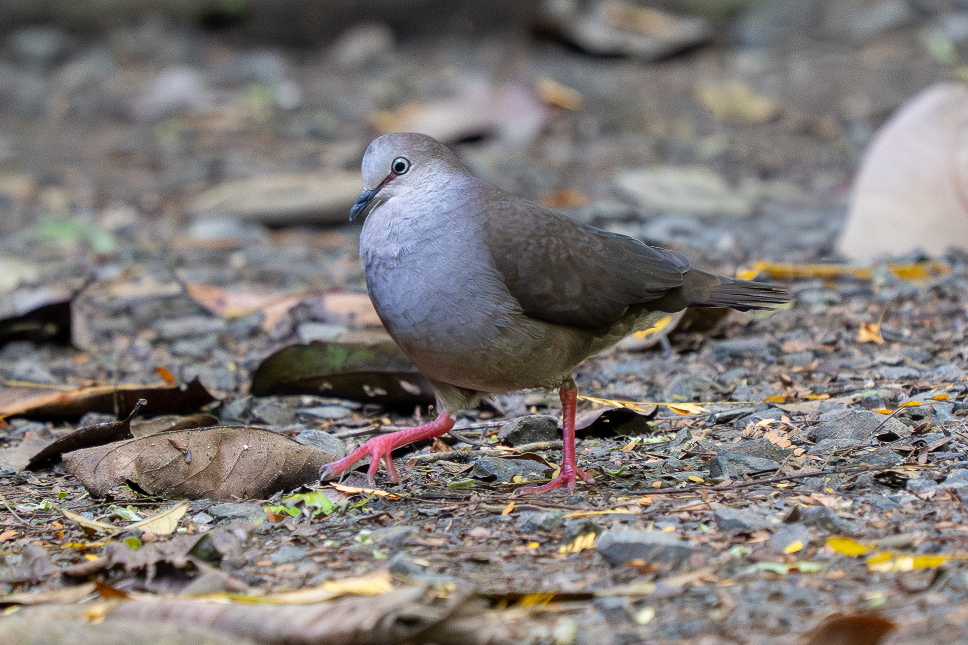 Grey-chested Dove (Leptotila cassinii), photo 1