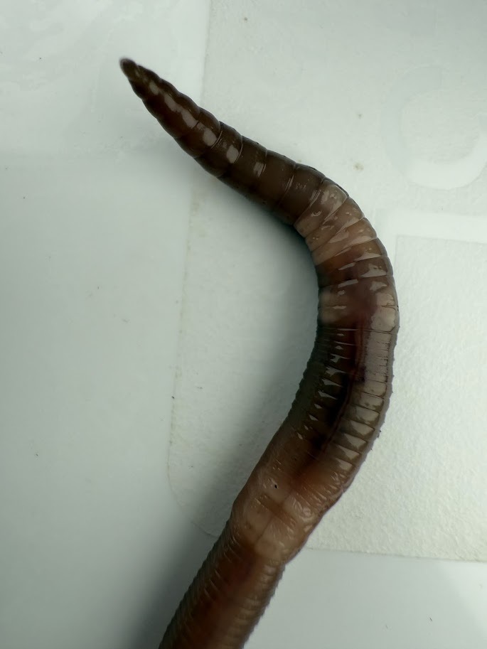 Aporrectodea caliginosa trapezoides (Dugés, 1828)