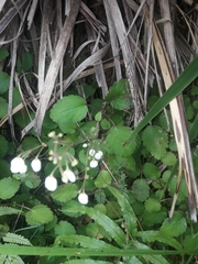 Jovellana sinclairii