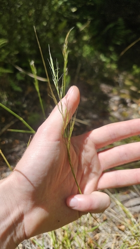 Gum grass (Dichelachne inaequiglumis)