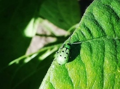 Diabrotica decempunctata