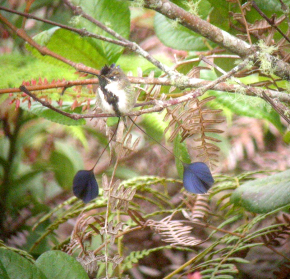 Marvelous Spatuletail (Loddigesia mirabilis), photo 3