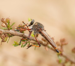 Colepia rufiventris