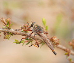 Colepia rufiventris