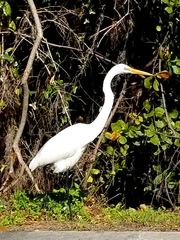 Ardea alba