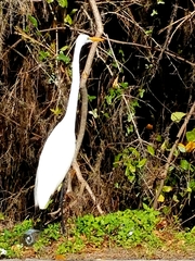 Ardea alba