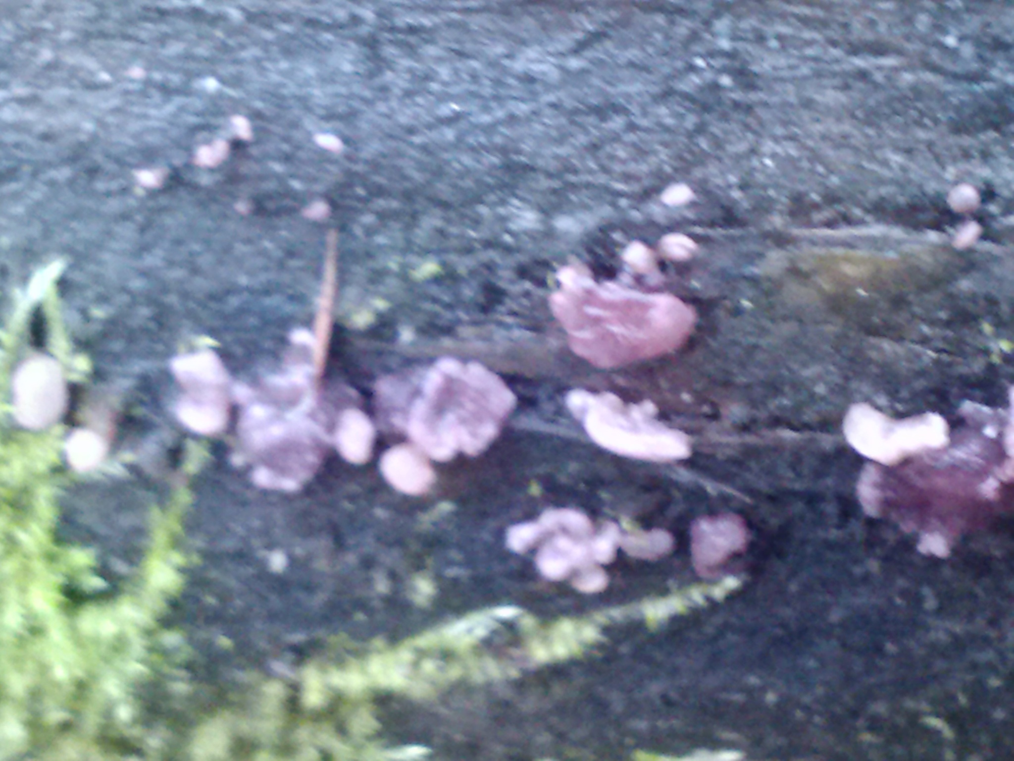 Ascocoryne sarcoides image