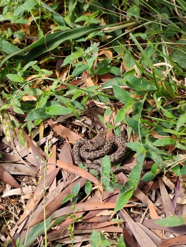 Photo of a Horseshoe Pit-viper (Craspedocephalus strigatus)