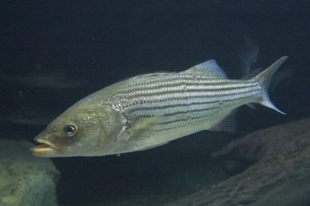 Striped Bass (Morone saxatilis) · iNaturalist