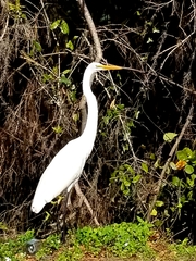 Ardea alba