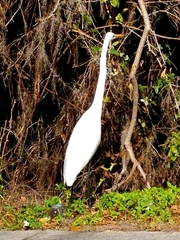 Ardea alba