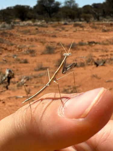 Common Slender Grass Mantis