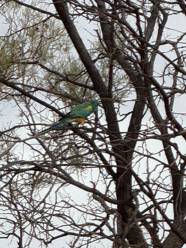 Mulga Parrot