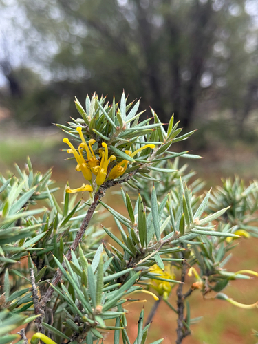 Grevillea deflexa
