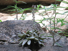 Thompsonella minutiflora