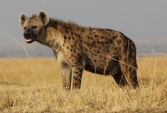Spotted Hyena photo 3