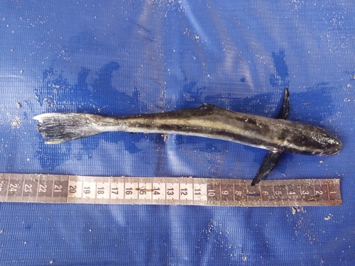 Cobia (Rachycentron canadum) — Rachycentridae — 5