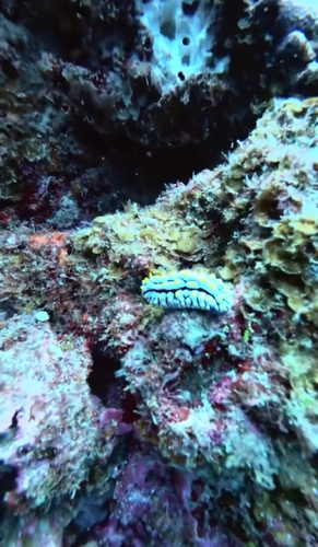 Phyllidia varicosa