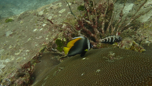 Heniochus singularius