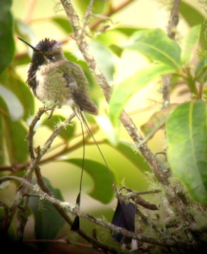 Marvelous Spatuletail (Loddigesia mirabilis), photo 4