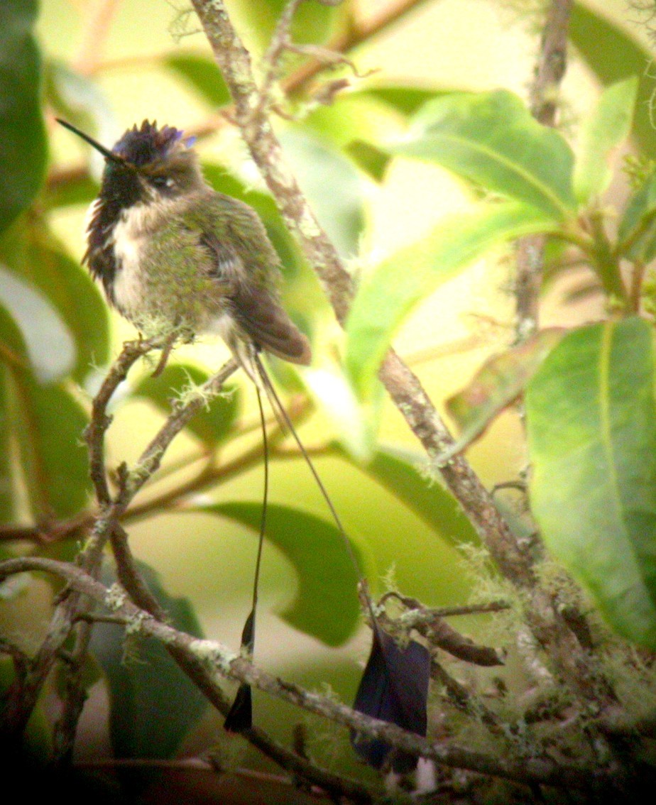 Marvelous Spatuletail (Loddigesia mirabilis), photo 4