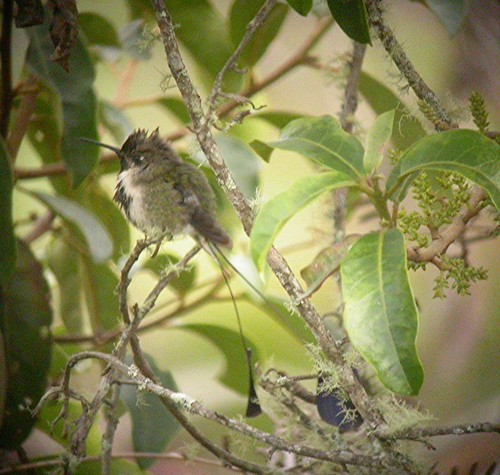 Marvelous Spatuletail (Loddigesia mirabilis), photo 7