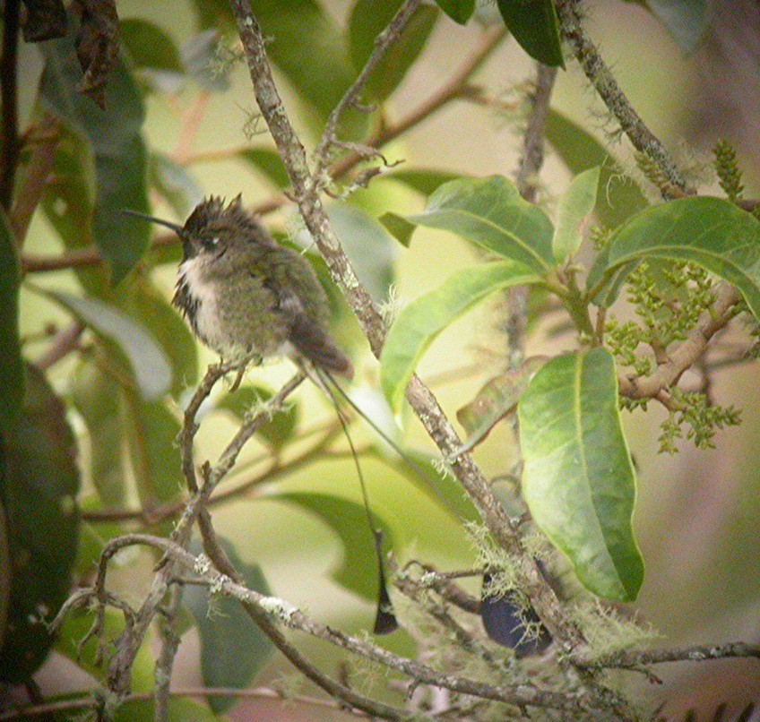 Marvelous Spatuletail (Loddigesia mirabilis), photo 6