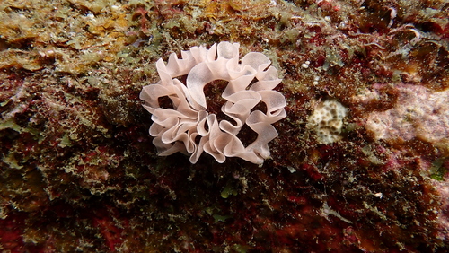 Red-lined Jorunna — seen at this dive site
