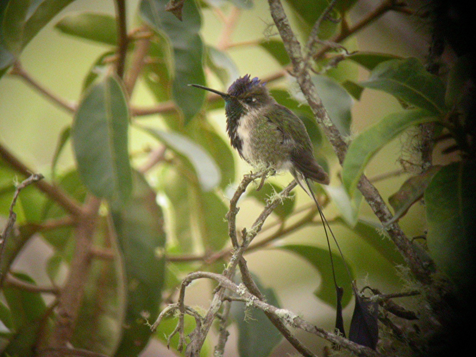 Marvelous Spatuletail (Loddigesia mirabilis), photo 7