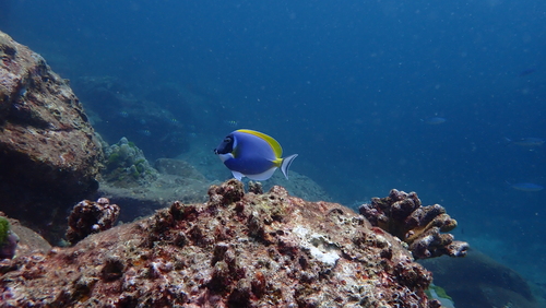 Acanthurus leucosternon