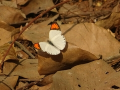 Colotis euippe euippe
