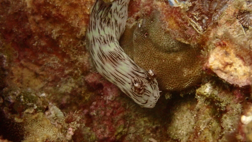 Jorunna rubescens