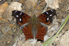 Hypanartia cinderella