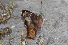 Hypanartia cinderella