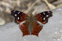 Hypanartia cinderella