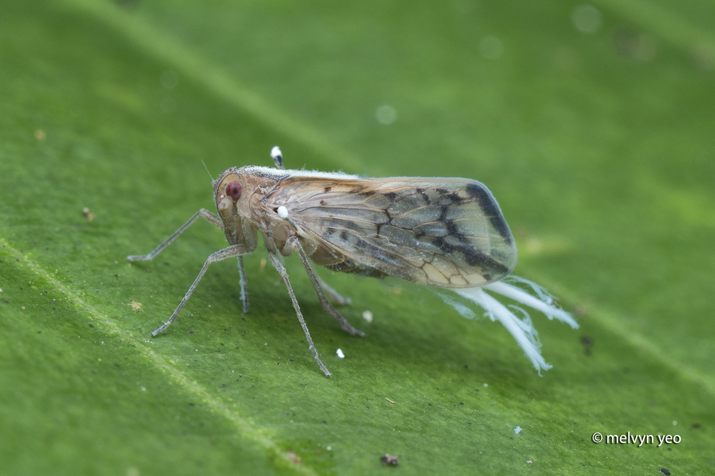 Benna capitulata