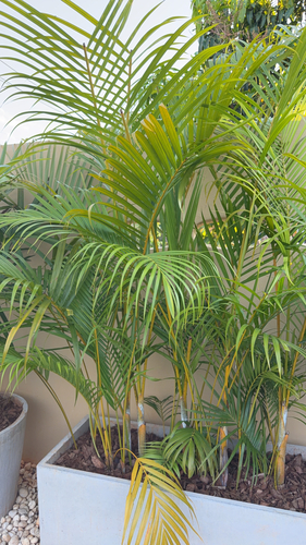 Foto de palmeira-areca